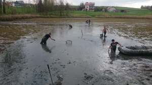 Kobylanka odłowienie stawu nr 2, 17 kwietnia 2016