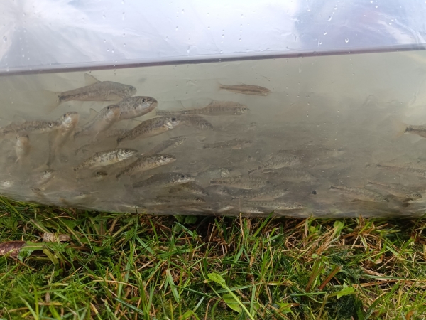 Zarybienie narybkiem jesiennym brzany