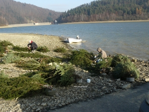 Krześliska znów wesprą naturalne tarło na Klimkówce!
