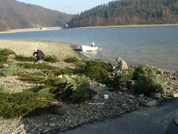Krześliska znów wesprą naturalne tarło na Klimkówce!