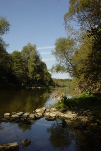 Historia pewnego klenia (opowiadanie)